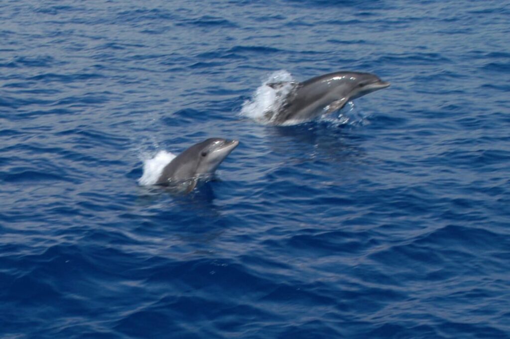 Delfin Island hajós kirándulás ebéddel