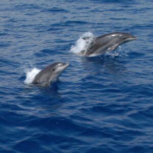 Delfin Island hajós kirándulás ebéddel