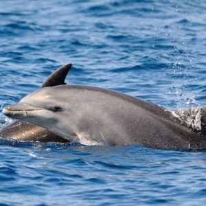 Delphin Boat De Luxe – hajós kirándulás italokkal
