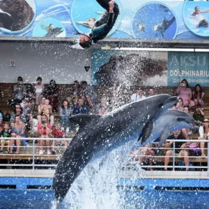 Delfin és fóka show. Transzferek a környék összes szállodájából. Ingyenes terrárium belépővel.